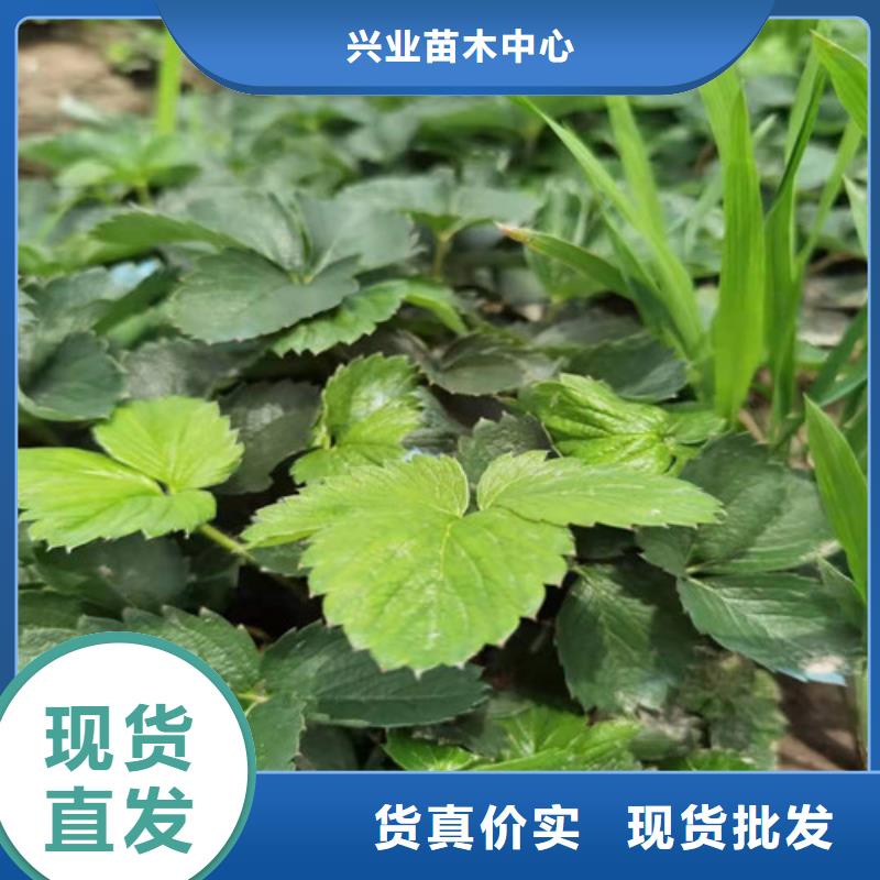 【草莓苗】黄金蜜桃苗支持定制