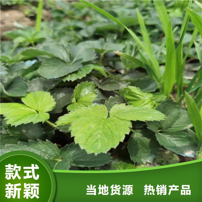 【草莓苗】油蟠7-7订制批发