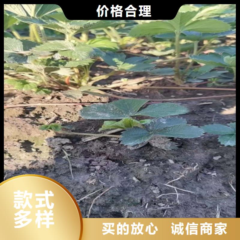 草莓苗【大棚草莓苗】源头厂家直销