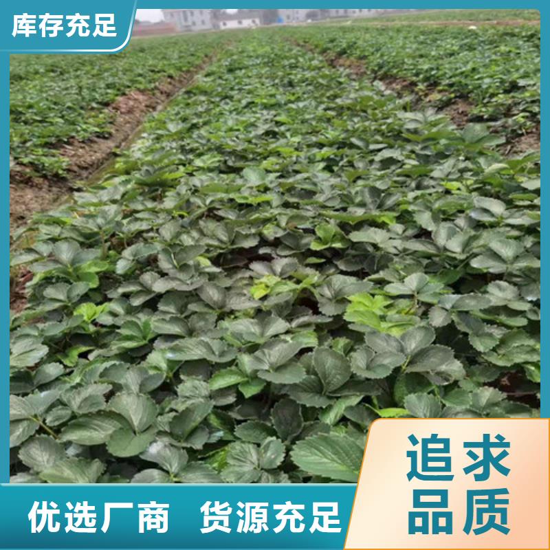 【草莓苗】黄金蜜桃苗支持定制