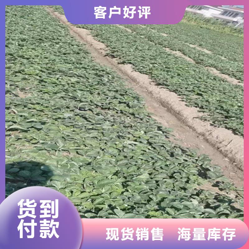 草莓苗-【珍珠油杏】工艺层层把关