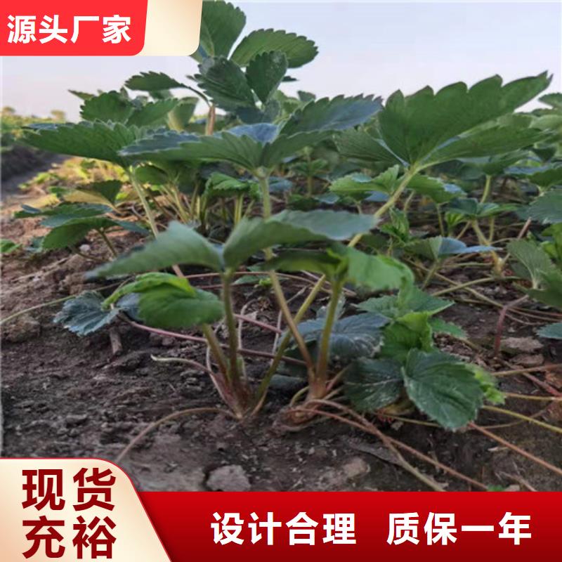 草莓苗【大棚草莓苗】源头厂家直销