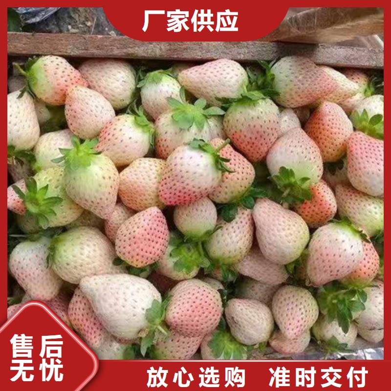 草莓苗花椒苗质量看得见_兴业苗木中心