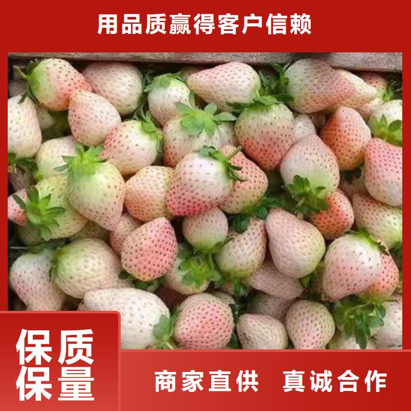 草莓苗大棚草莓苗型号全价格低