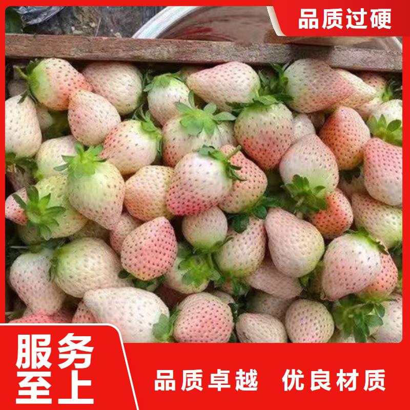 草莓苗-山楂苗高性价比