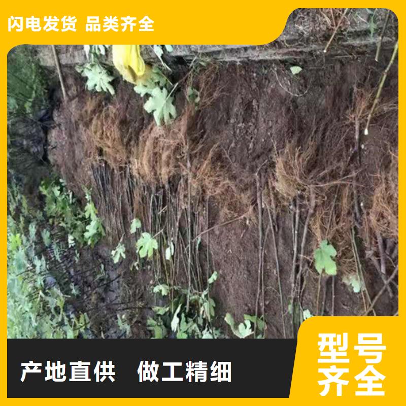 无花果樱桃树苗多年实力厂家