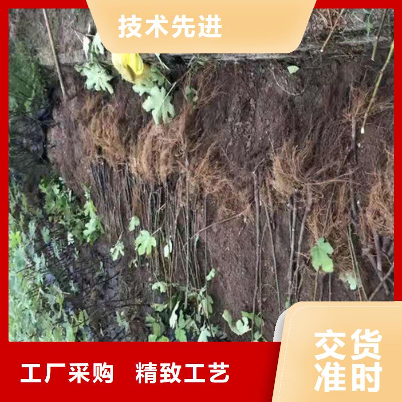 无花果_【花椒苗】一站式采购