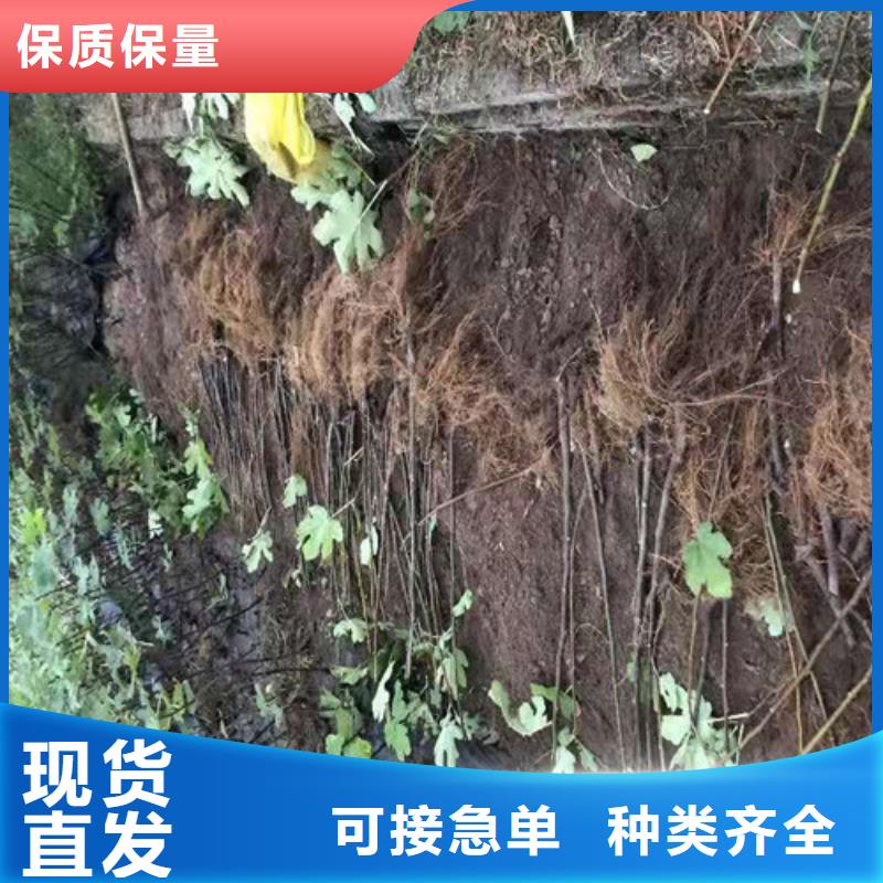 无花果大棚草莓苗欢迎来厂考察