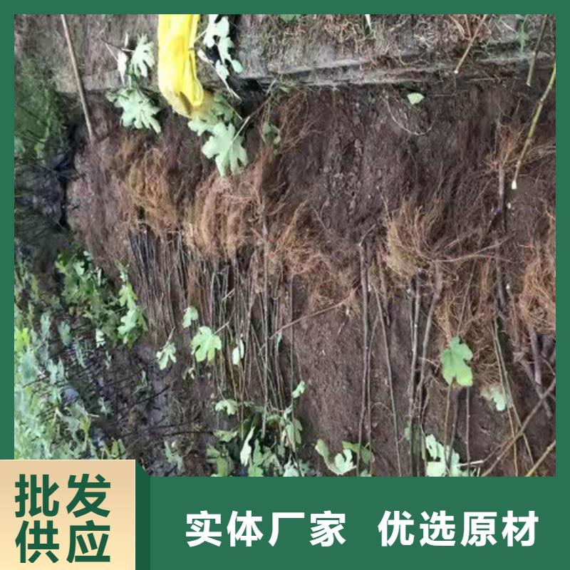 无花果,【核桃苗】厂家直销售后完善