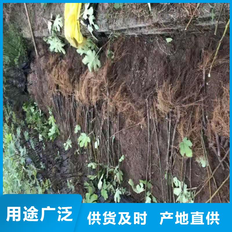 无花果西瓜苗质量好