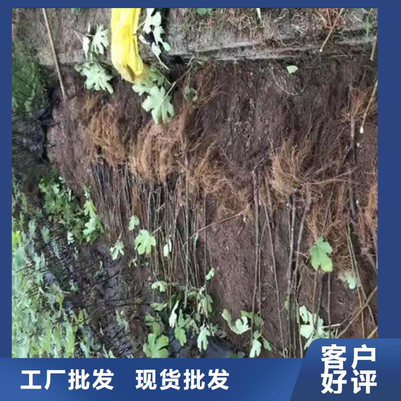 无花果草莓苗服务周到