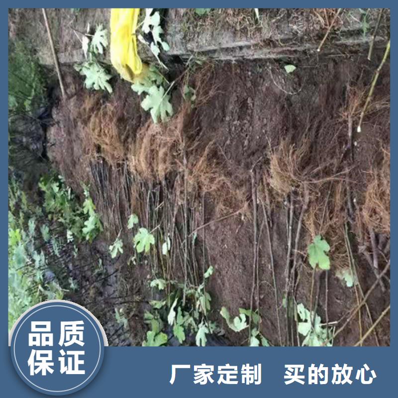 无花果_油桃苗市场报价