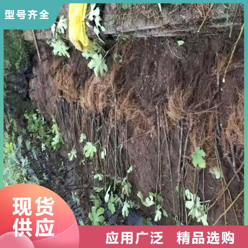 无花果_油桃苗市场报价