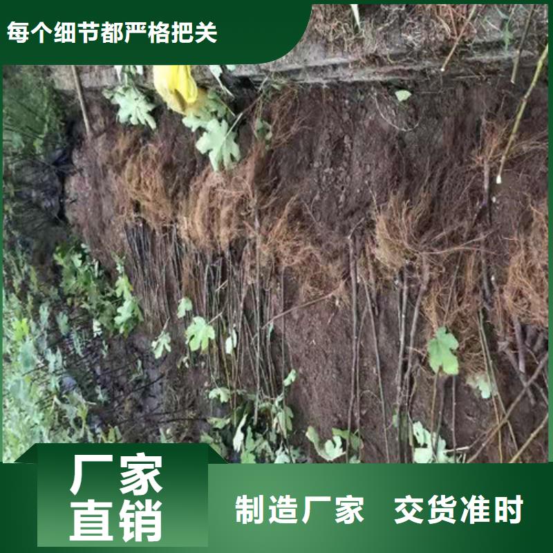 无花果-苹果树苗质量好