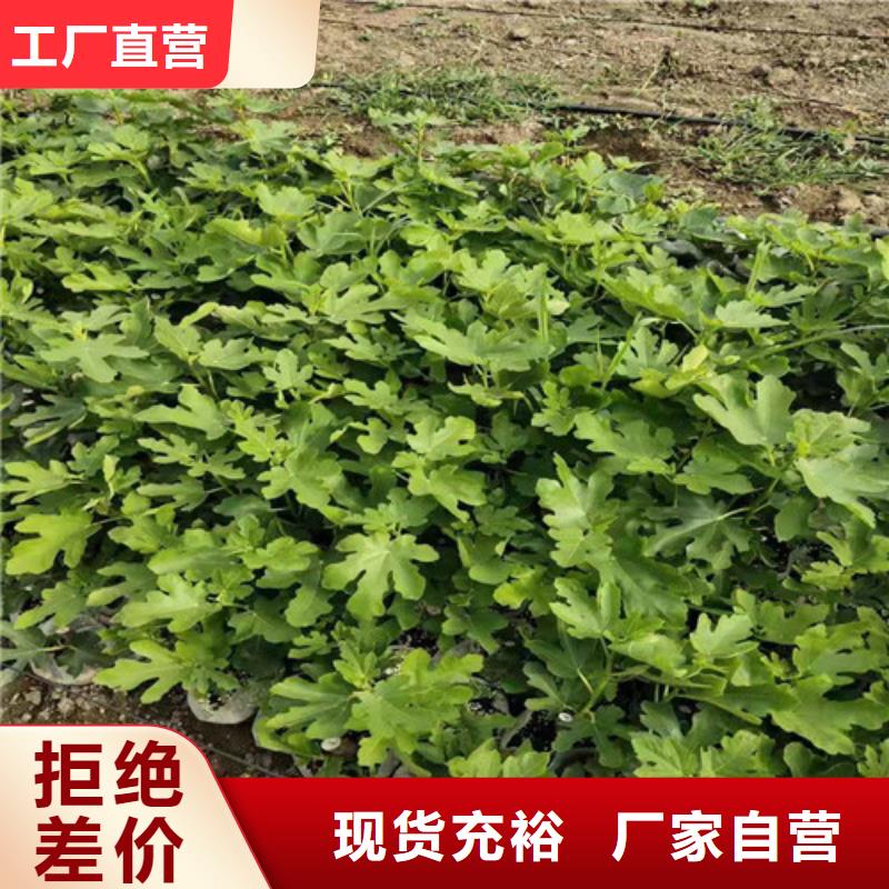 无花果木瓜海棠苗精品选购