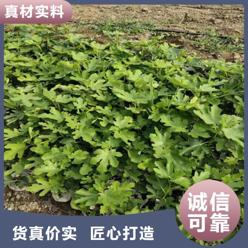 无花果_奥红一号精致工艺