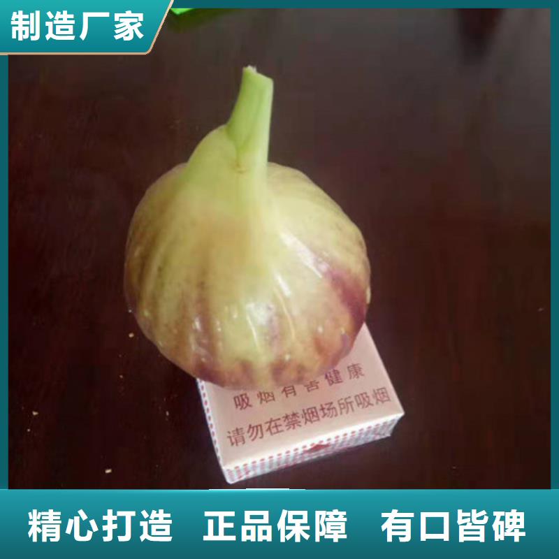 无花果大棚草莓苗现货充足