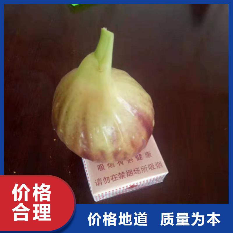 无花果大棚草莓苗欢迎来厂考察