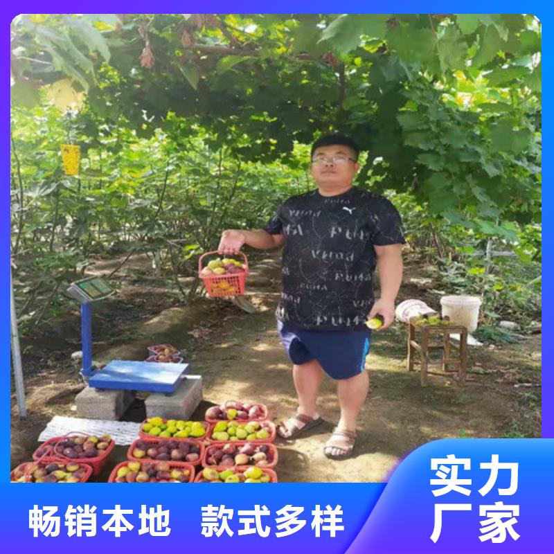 无花果,枣树苗源头厂家量大价优