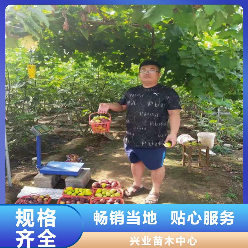 无花果_苹果苗粘木分类和特点