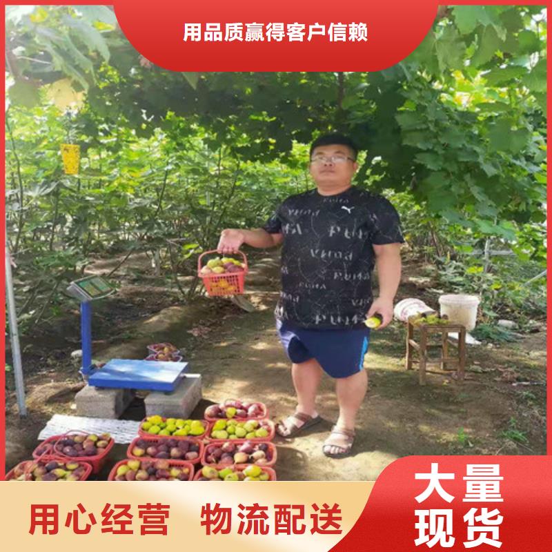 无花果,枣树苗源头厂家量大价优