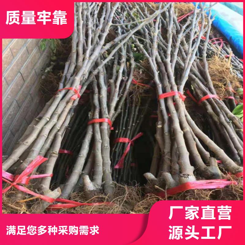 无花果嘎啦苹果苗自主研发