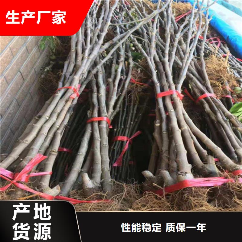 无花果冬枣苗优选好材铸造好品质