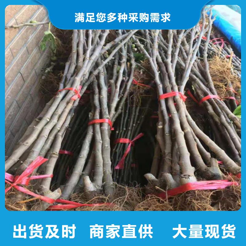 无花果,枣树苗源头厂家量大价优