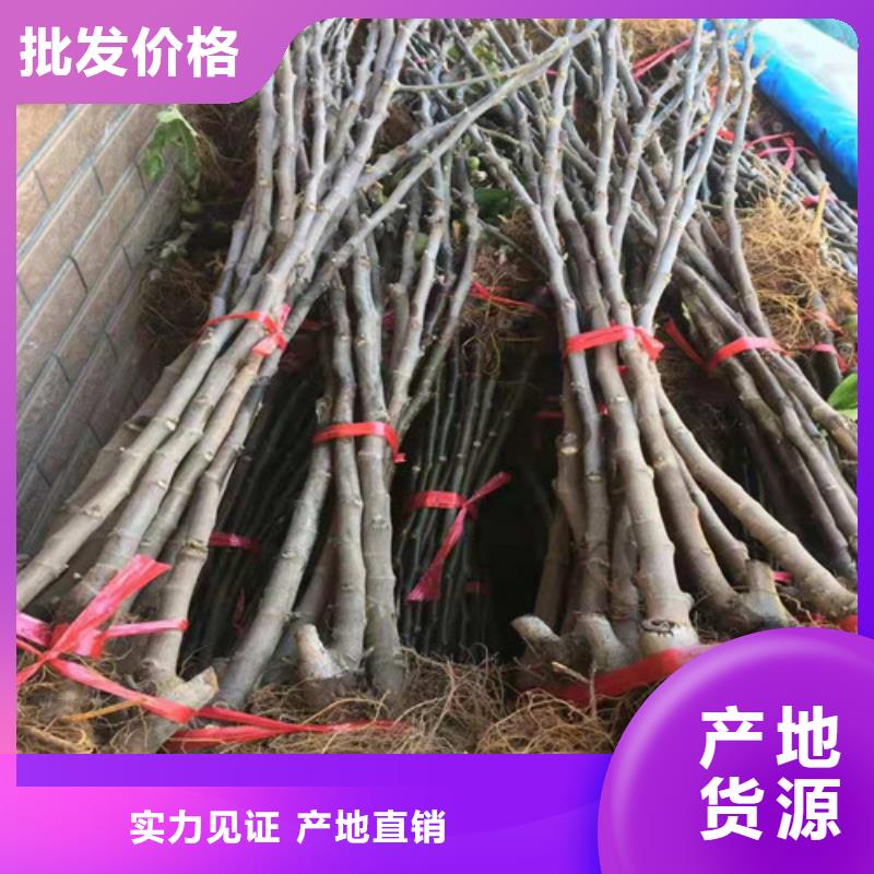 无花果大棚草莓苗欢迎来厂考察