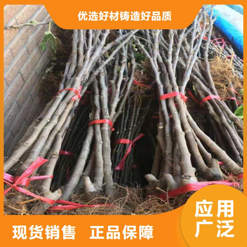 无花果【大棚草莓苗】的简单介绍