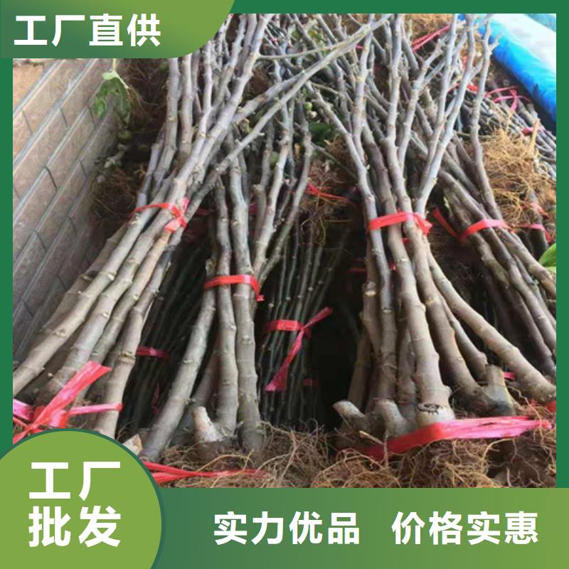 无花果,枣树苗源头厂家量大价优