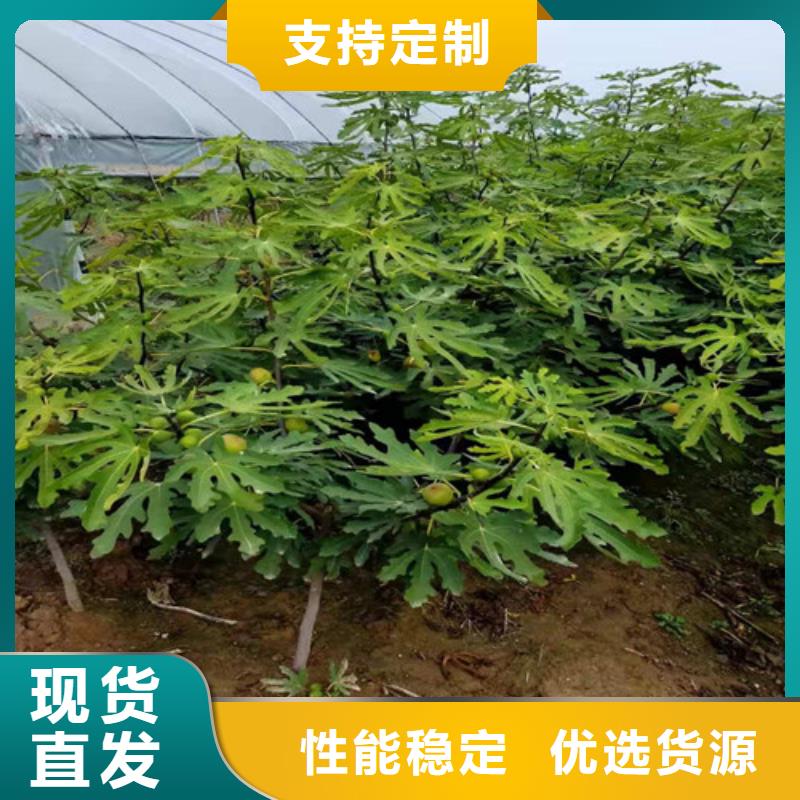 无花果大雪枣苗精挑细选好货