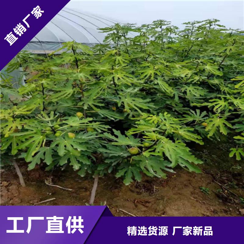 无花果蓝莓苗买的是放心