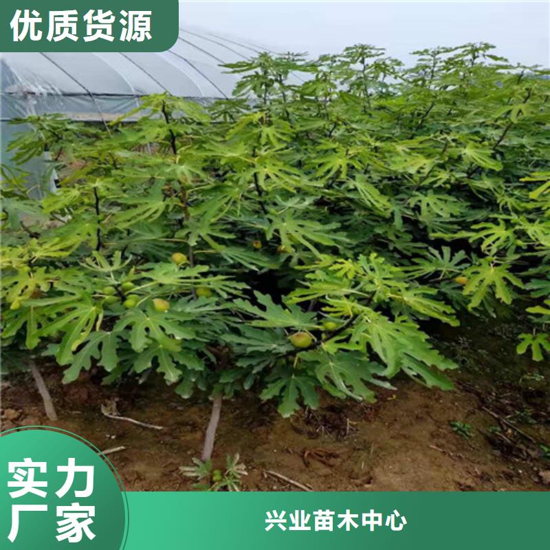 【无花果_樱桃树苗一手货源源头厂家】