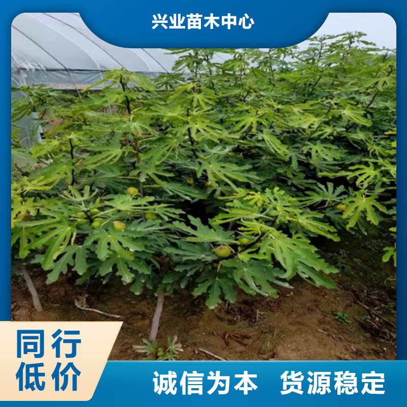 无花果_苹果苗粘木分类和特点