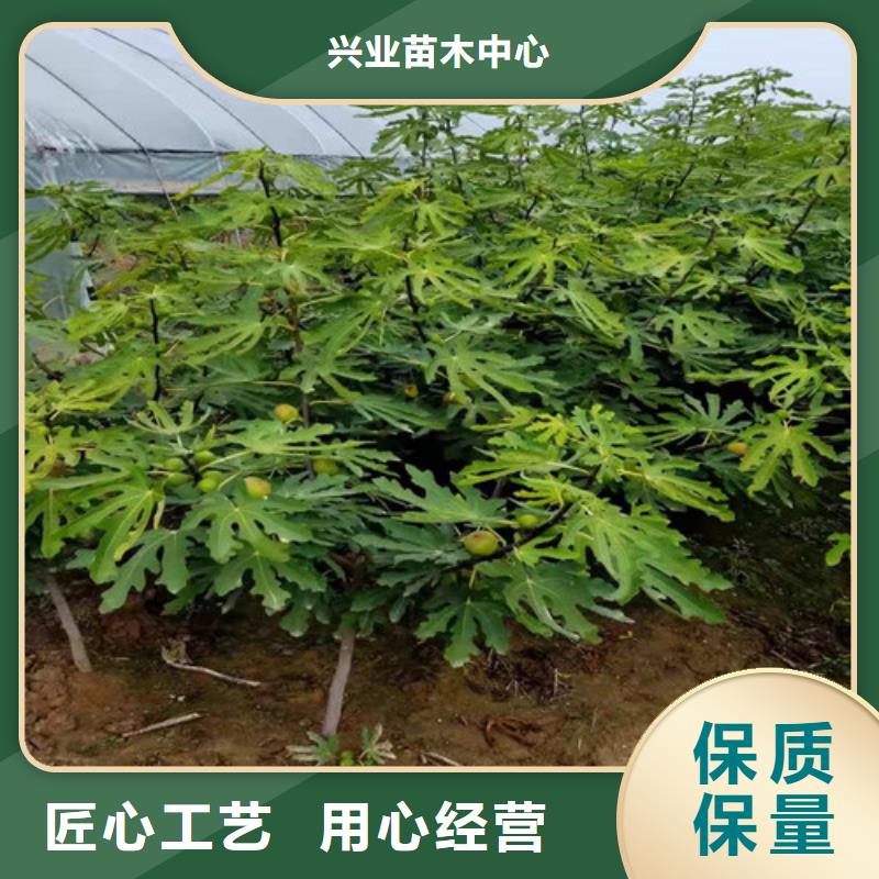 【无花果樱桃树苗厂家实力大】