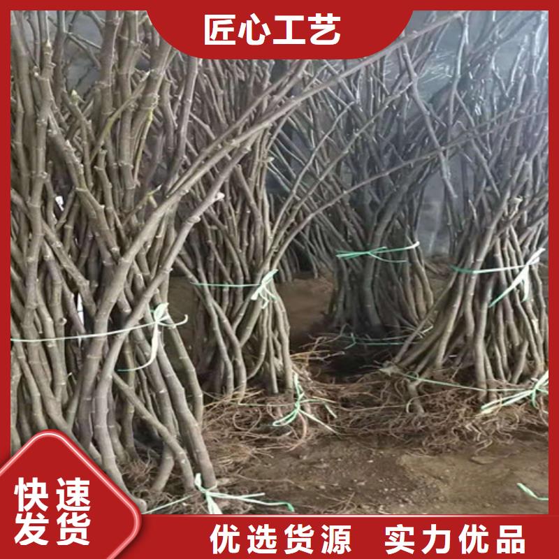 无花果-鲁樱三号樱桃实体厂家支持定制