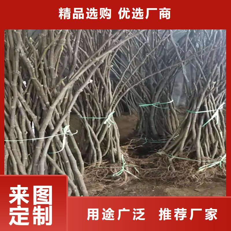 【无花果,樱桃苗源厂定制】