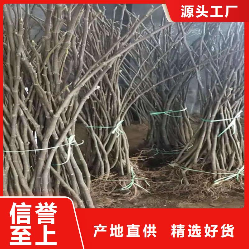 无花果【苹果苗粘木】真正让利给买家