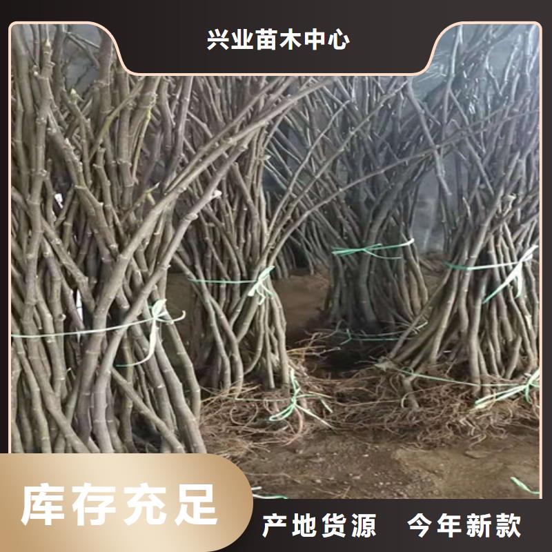 无花果山楂苗颜色尺寸款式定制