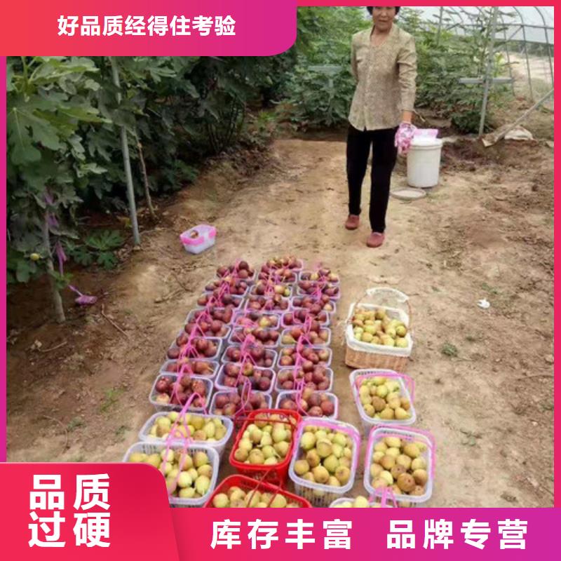 无花果樱桃苗优质原料