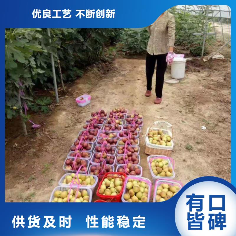 无花果-苹果苗品质信得过