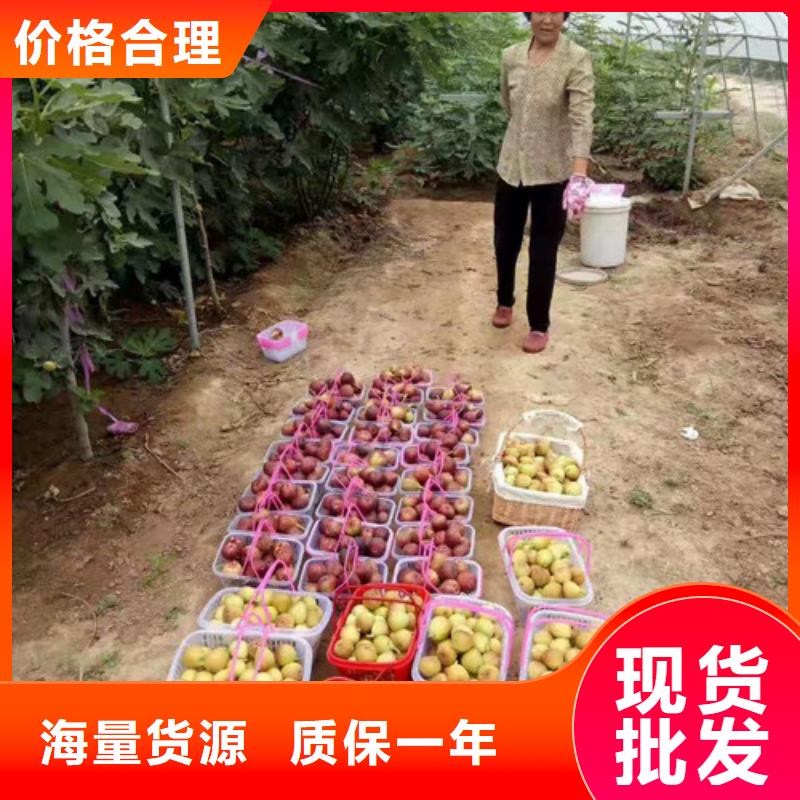 无花果梨树苗质量优选