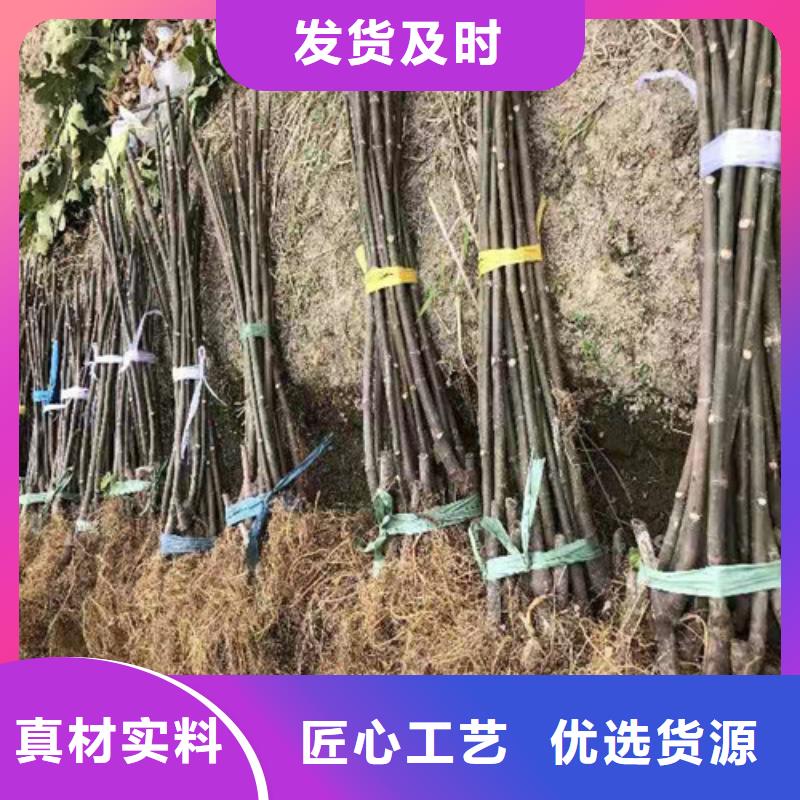 无花果-梨树苗品种全