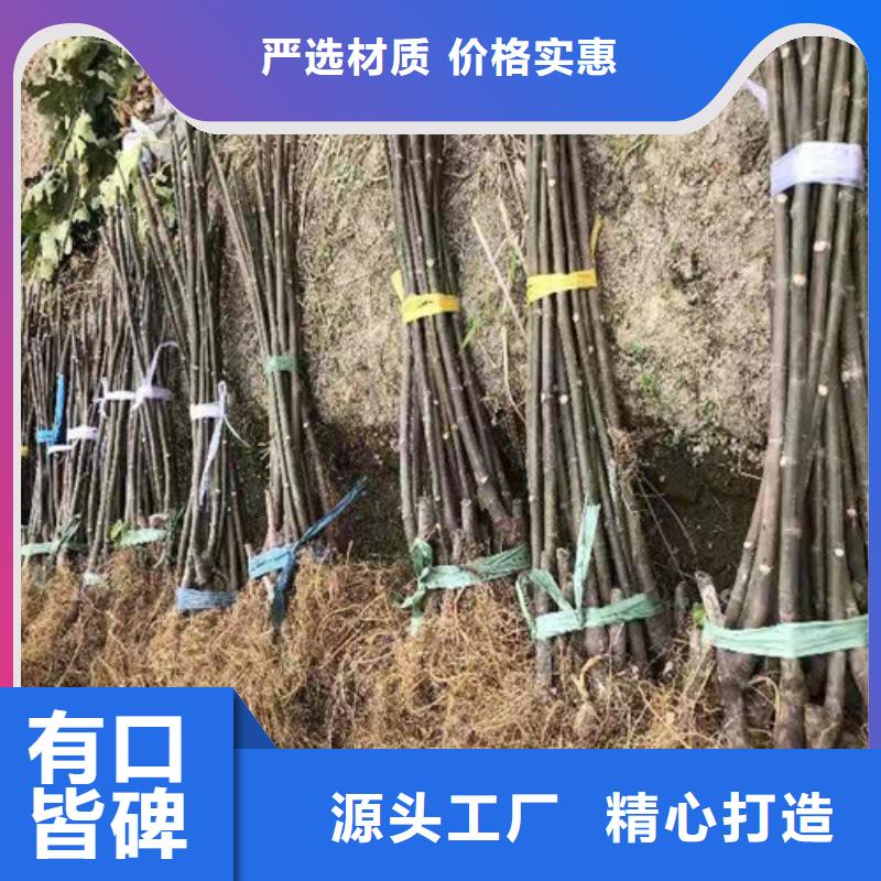 无花果【红颜草莓苗】产品细节参数