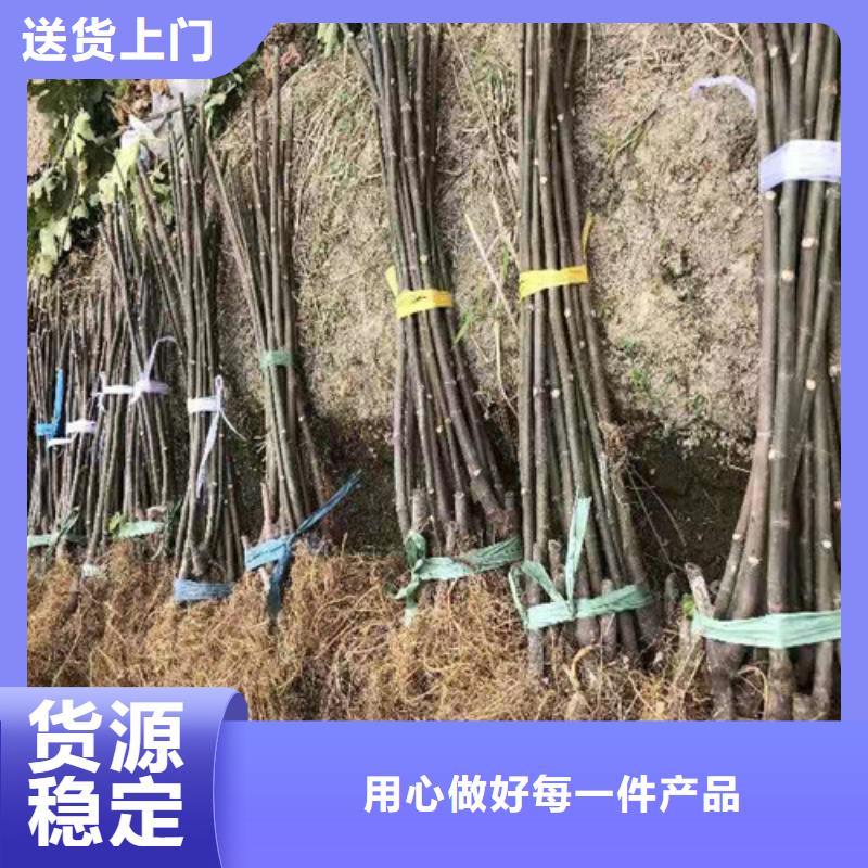 无花果_苹果苗粘木分类和特点