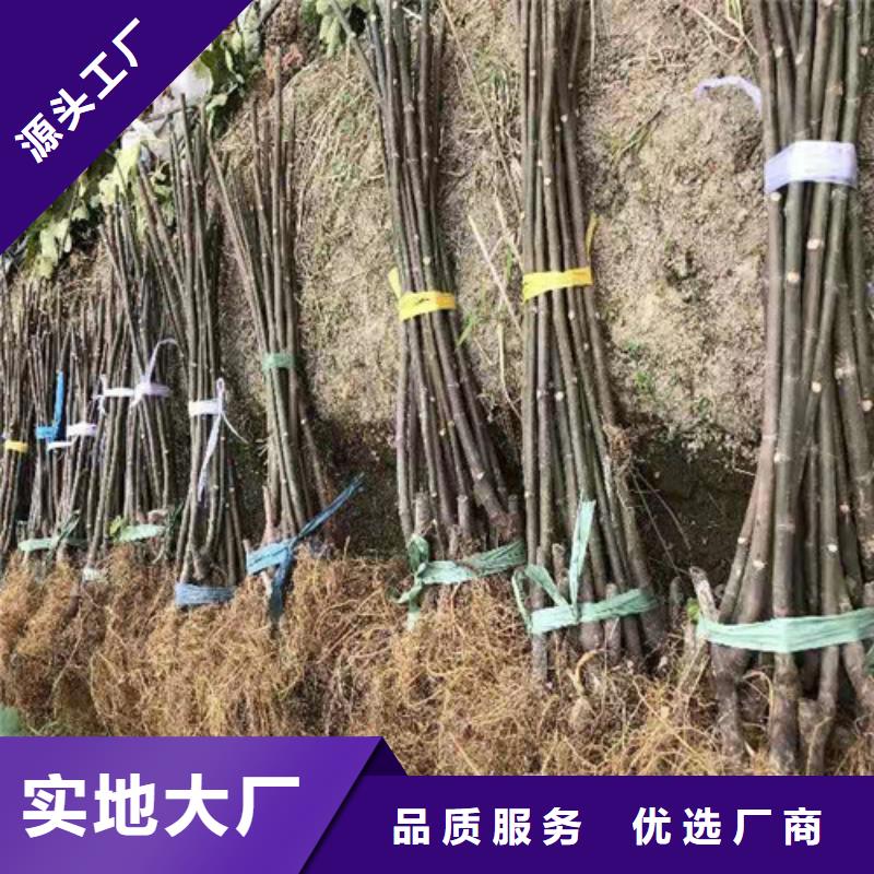 无花果西瓜苗质量好