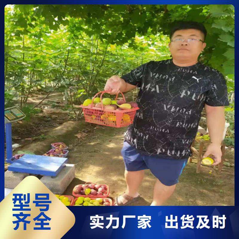 无花果,大棚草莓苗一站式厂家