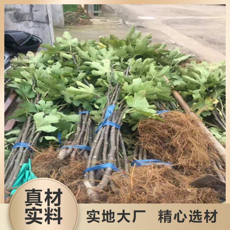 无花果大棚草莓苗通过国家检测