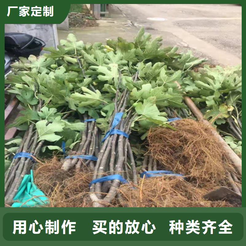 无花果冬枣苗优选好材铸造好品质